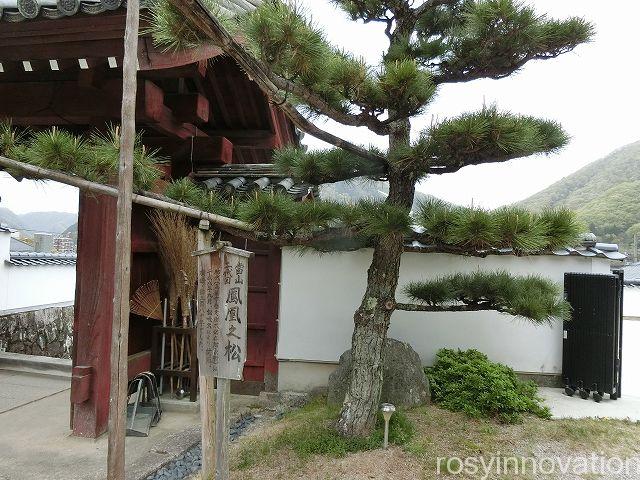 巨福寺５　松の木